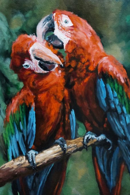 Red Parrots