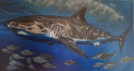 Shark