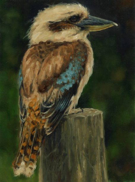 Kookaburra