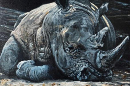 Resting Rhino